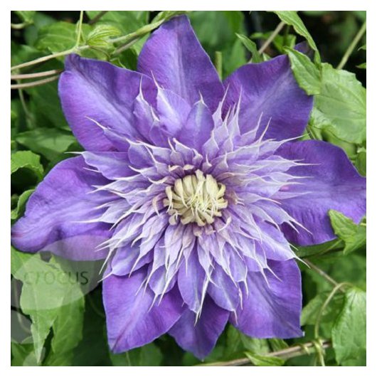 Clematis Multi Blue Clematis Multi Blue