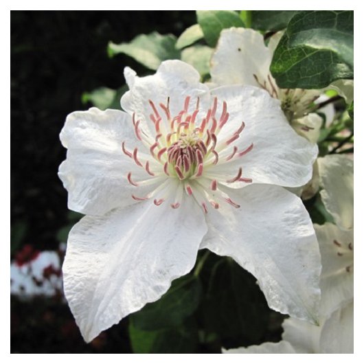 Clematis Destiny Clematis Destiny