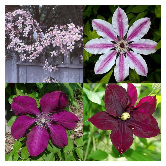 Rood-Roze Clematis mix 2 Rood-Roze Clematis mix 2