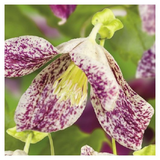 Clematis Freckles groenblijvend