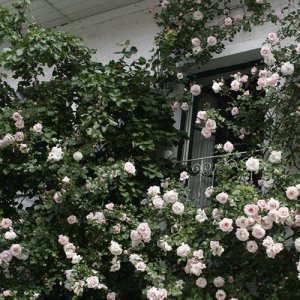 New Dawn + New Dawn Rouge (2 x klimroos)