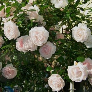 New Dawn + New Dawn Rouge (2 x klimroos)