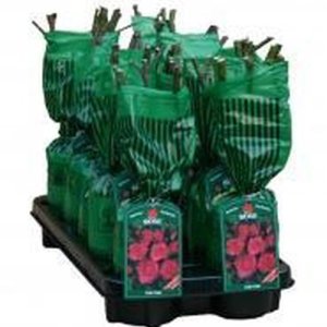 New Dawn + New Dawn Rouge (2 x klimroos)