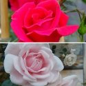 New Dawn + New Dawn Rouge (2 x klimroos)