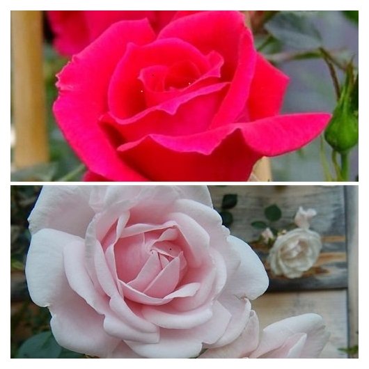 New Dawn + New Dawn Rouge (2 x klimroos)