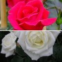 White New Dawn + New Dawn Rouge (2 x klimroos)