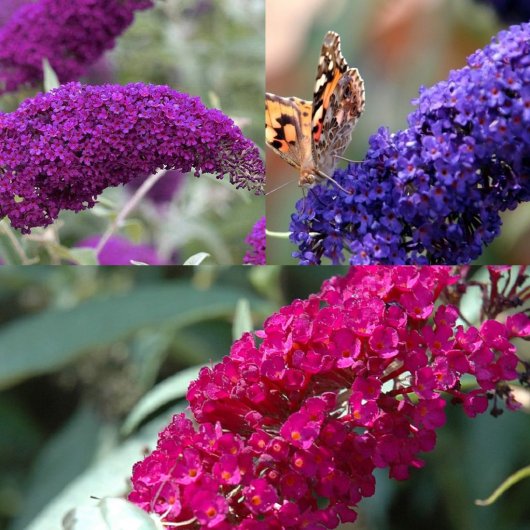 Buddleja mix blauw/roze/wit - Vlinderstruiken